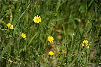 Wildflowers-GrantCP_APR09-258b.jpg