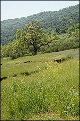 Wildflowers-GrantCP_APR09-259b.jpg