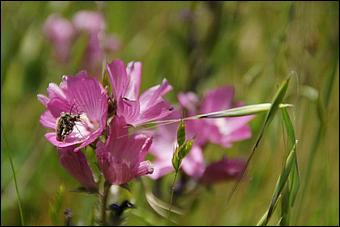 Wildflowers-GrantCP_APR09-264b.jpg