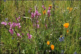 Wildflowers-GrantCP_APR09-272b.jpg