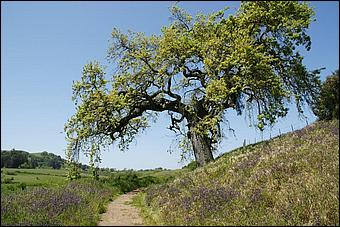 Wildflowers-GrantCP_APR09-330b.jpg