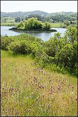 Wildflowers-GrantCP_APR09-387b.jpg