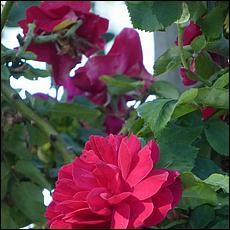 Guadalupe_and_Heritage_Rose_Gardens-008c1-web.jpg