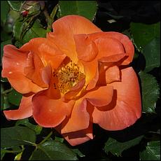 Guadalupe_and_Heritage_Rose_Gardens-021-web.jpg