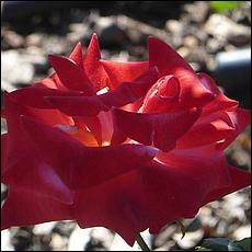 Guadalupe_and_Heritage_Rose_Gardens-024-web.jpg