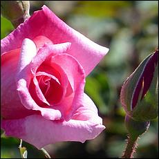 Guadalupe_and_Heritage_Rose_Gardens-026c1-web.jpg