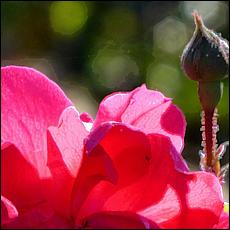 Guadalupe_and_Heritage_Rose_Gardens-031c2despec-web.jpg