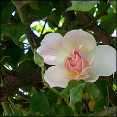Guadalupe_and_Heritage_Rose_Gardens-042c1-web.jpg