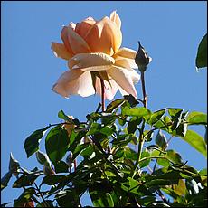 Guadalupe_and_Heritage_Rose_Gardens-045c1-web.jpg