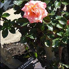 Guadalupe_and_Heritage_Rose_Gardens-055-web.jpg