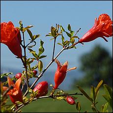 Guadalupe_and_Heritage_Rose_Gardens-072c1-web.jpg