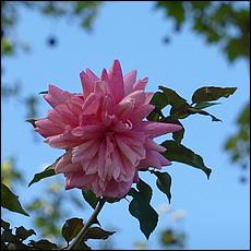 Guadalupe_and_Heritage_Rose_Gardens-118-web.jpg