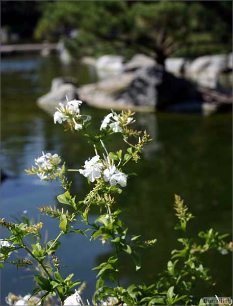 JapaneseFriendshipGarden08-061c.jpg - for personal use