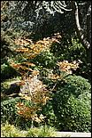 JapaneseFriendshipGarden08-069b.jpg