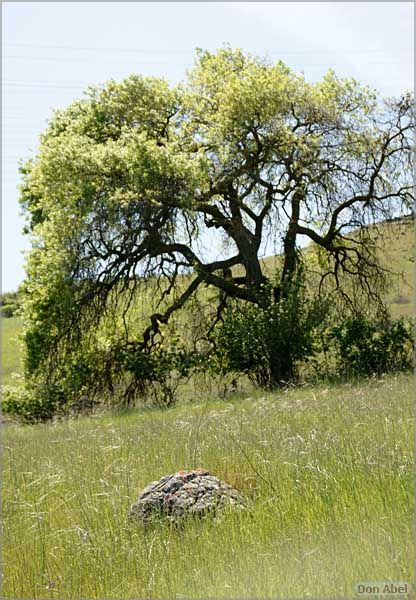 BernalRanch_SantaTeresaCP-179c.jpg - for personal use