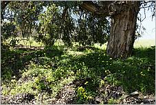 BernalRanch_SantaTeresaCP-137b.jpg