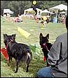 BarkinthePark04-25.jpg