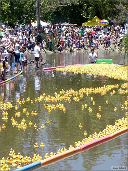 SVDuckRace08-100c.jpg - for personal use