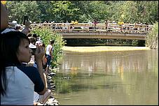 SVDuckRace08-065c.jpg