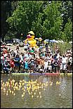 SVDuckRace08-077b.jpg