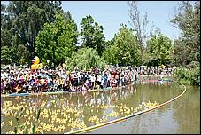 SVDuckRace08-083c.jpg