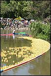 SVDuckRace08-092b.jpg