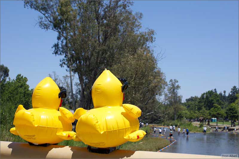 SVDuckRace08-125c.jpg - for personal use