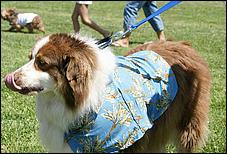 BeachBlanketBowWow09-089c.jpg