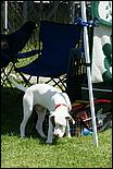 BeachBlanketBowWow09-105b.jpg