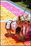 BeachBlanketBowWow09-203b.jpg