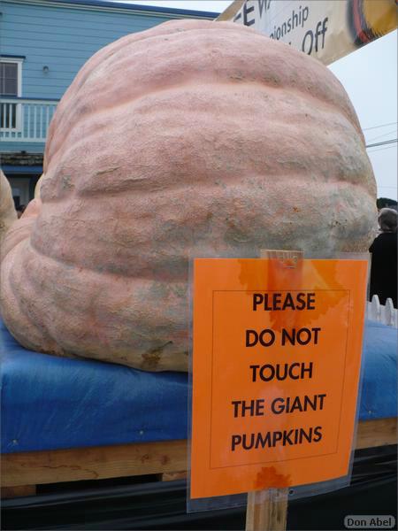 HMB_PumpkinFest-25b.jpg - for personal use