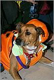 Howling_Halloween08-104d.jpg