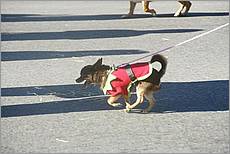 LosGatosChristmasParade08-209b.jpg