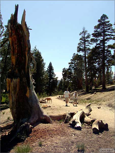 Tahoe_JUL05-49b.jpg