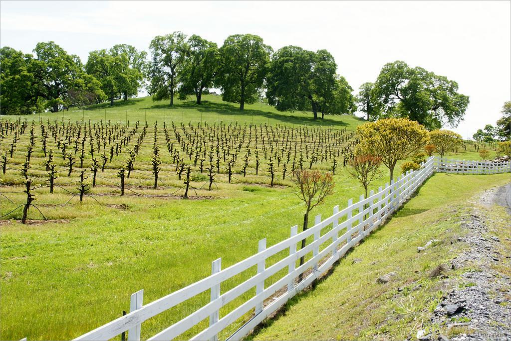 GoldCountry10-114a-ShenandoahRdWineries-web.jpg - for personal use