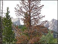 RockyMountainNP08-256c.jpg