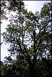 AlmadenDogPark06-036b.jpg