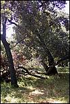 AlmadenDogPark06-043b.jpg