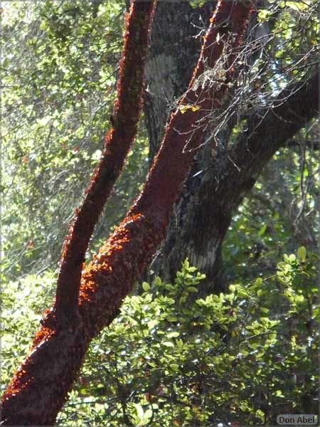 HenryCowell_hike08-082c.jpg - for personal use