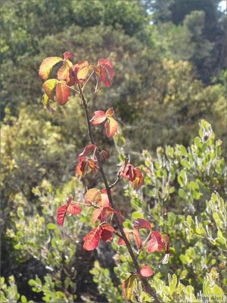 HenryCowell_hike08-090b.jpg - for personal use