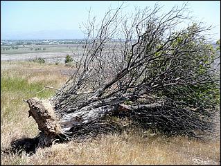 Bike-AlamedaCreekTrail09-162ab.jpg