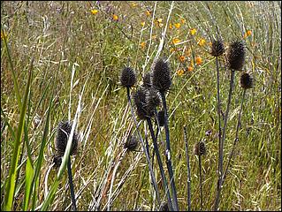 Bike-CoyoteCreekTrail09-031c.jpg