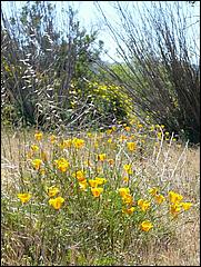 Bike-CoyoteCreekTrail09-052b.jpg