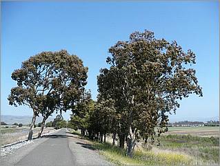 Bike-AlamedaCreekTrail-140b.jpg